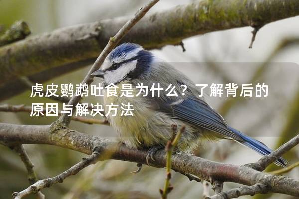 虎皮鹦鹉吐食是为什么？了解背后的原因与解决方法