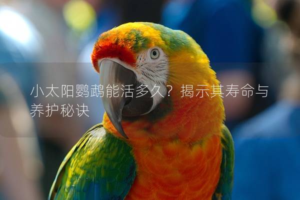 小太阳鹦鹉能活多久？揭示其寿命与养护秘诀