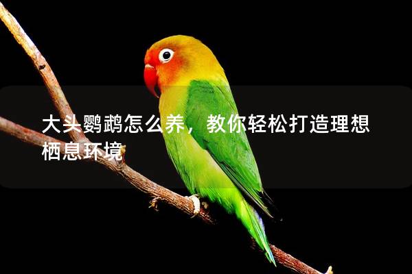 大头鹦鹉怎么养，教你轻松打造理想栖息环境