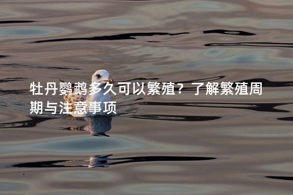 牡丹鹦鹉多久可以繁殖？了解繁殖周期与注意事项