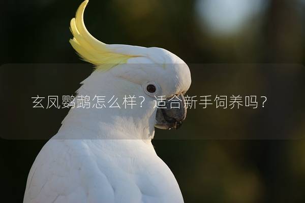 玄凤鹦鹉怎么样？适合新手饲养吗？