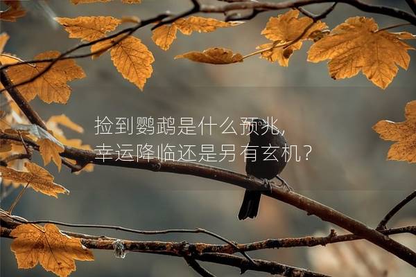 捡到鹦鹉是什么预兆, 幸运降临还是另有玄机？