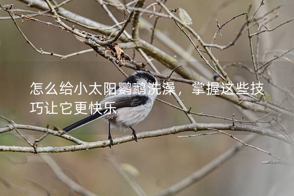 怎么给小太阳鹦鹉洗澡，掌握这些技巧让它更快乐