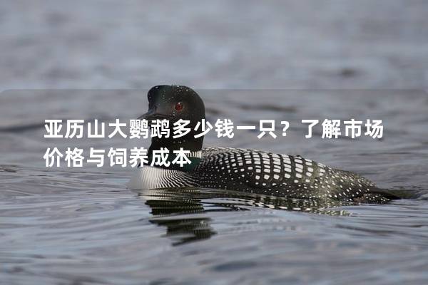 亚历山大鹦鹉多少钱一只？了解市场价格与饲养成本