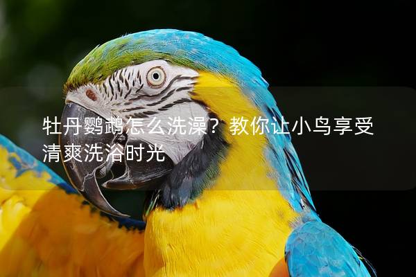 牡丹鹦鹉怎么洗澡？教你让小鸟享受清爽洗浴时光