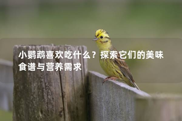 小鹦鹉喜欢吃什么？探索它们的美味食谱与营养需求