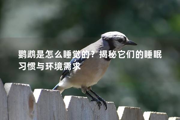 鹦鹉是怎么睡觉的？揭秘它们的睡眠习惯与环境需求