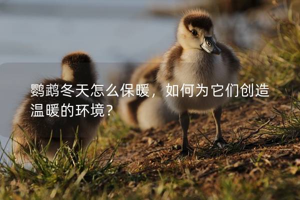 鹦鹉冬天怎么保暖，如何为它们创造温暖的环境？