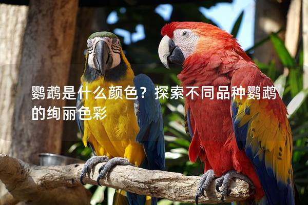鹦鹉是什么颜色？探索不同品种鹦鹉的绚丽色彩