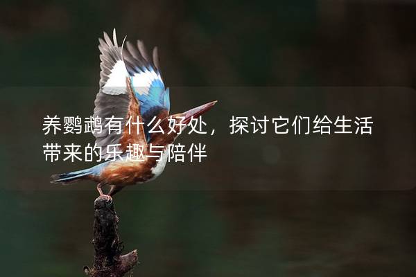 养鹦鹉有什么好处，探讨它们给生活带来的乐趣与陪伴