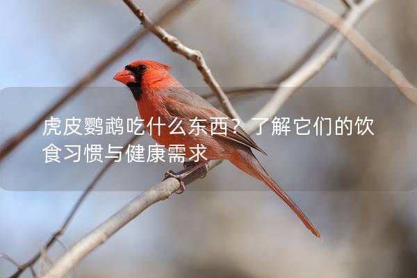 虎皮鹦鹉吃什么东西？了解它们的饮食习惯与健康需求