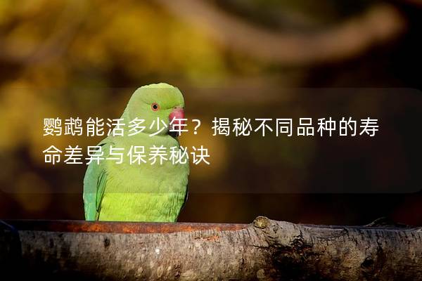 鹦鹉能活多少年？揭秘不同品种的寿命差异与保养秘诀