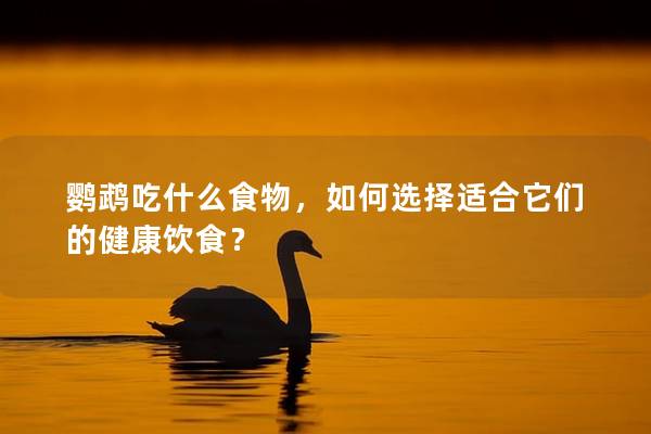 鹦鹉吃什么食物，如何选择适合它们的健康饮食？