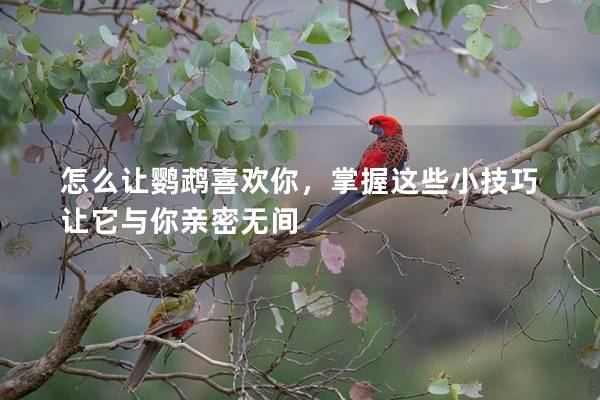 怎么让鹦鹉喜欢你，掌握这些小技巧让它与你亲密无间