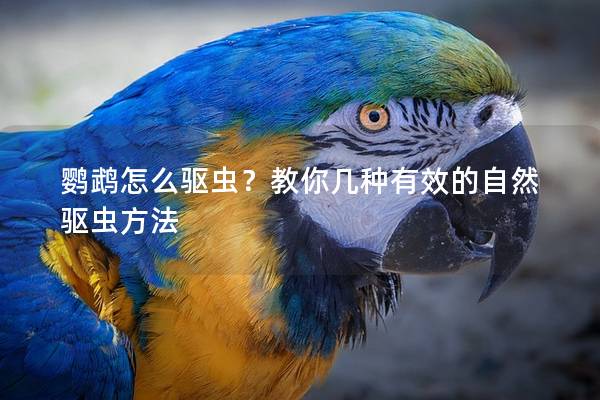鹦鹉怎么驱虫？教你几种有效的自然驱虫方法