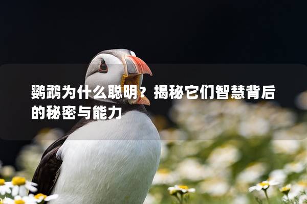 鹦鹉为什么聪明？揭秘它们智慧背后的秘密与能力