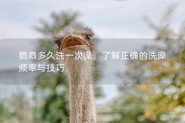 鹦鹉多久洗一次澡，了解正确的洗澡频率与技巧