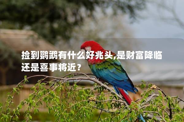 捡到鹦鹉有什么好兆头,是财富降临还是喜事将近？