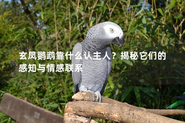 玄凤鹦鹉靠什么认主人？揭秘它们的感知与情感联系