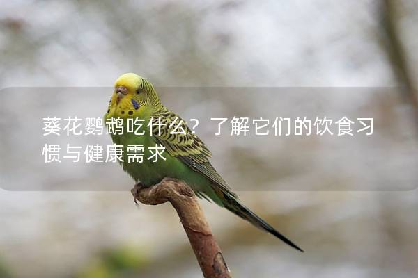 葵花鹦鹉吃什么？了解它们的饮食习惯与健康需求