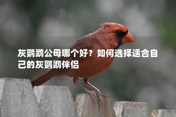 灰鹦鹉公母哪个好？如何选择适合自己的灰鹦鹉伴侣