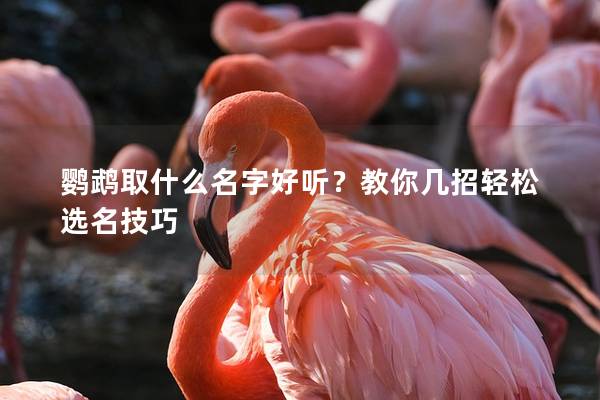 鹦鹉取什么名字好听？教你几招轻松选名技巧