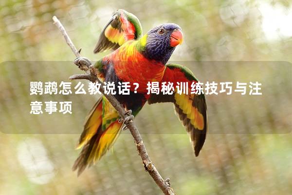 鹦鹉怎么教说话？揭秘训练技巧与注意事项