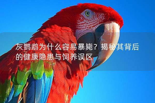 灰鹦鹉为什么容易暴毙？揭秘其背后的健康隐患与饲养误区