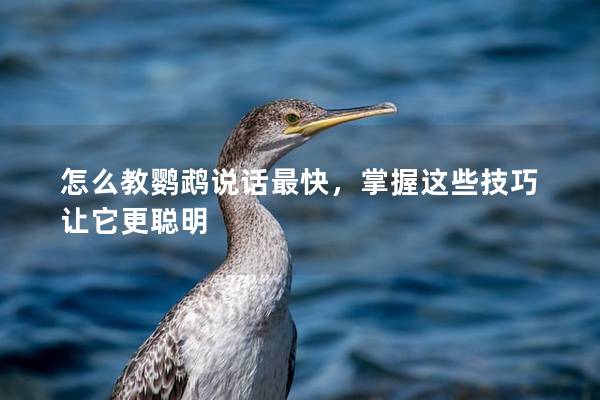 怎么教鹦鹉说话最快，掌握这些技巧让它更聪明