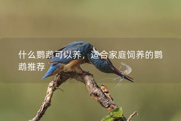 什么鹦鹉可以养，适合家庭饲养的鹦鹉推荐
