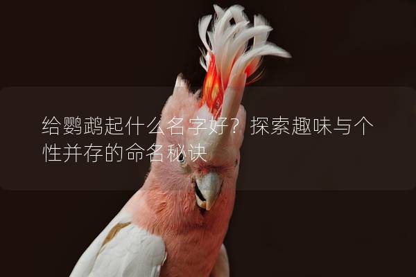 给鹦鹉起什么名字好？探索趣味与个性并存的命名秘诀
