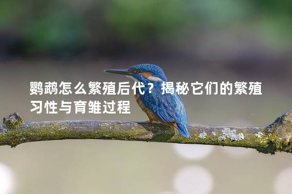 鹦鹉怎么繁殖后代？揭秘它们的繁殖习性与育雏过程