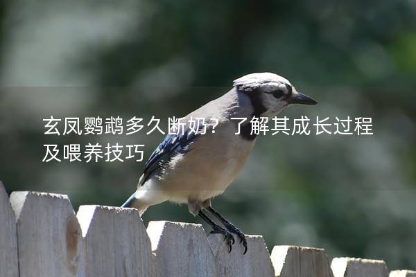 玄凤鹦鹉多久断奶？了解其成长过程及喂养技巧