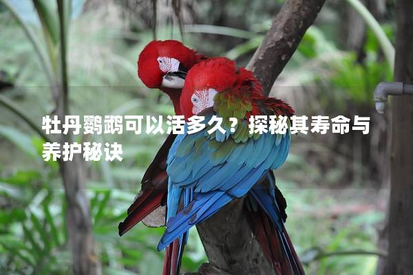 牡丹鹦鹉可以活多久？探秘其寿命与养护秘诀