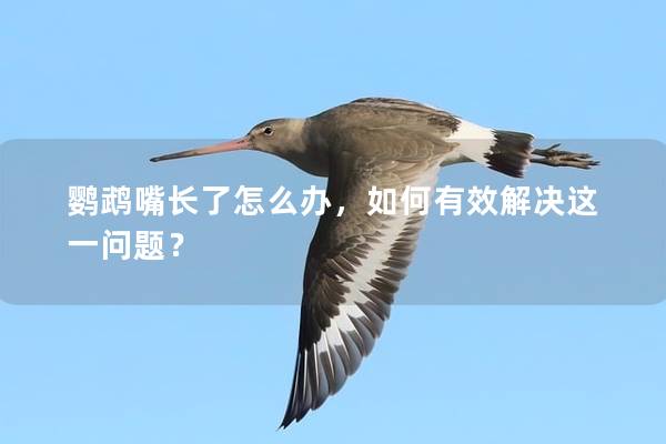 鹦鹉嘴长了怎么办，如何有效解决这一问题？