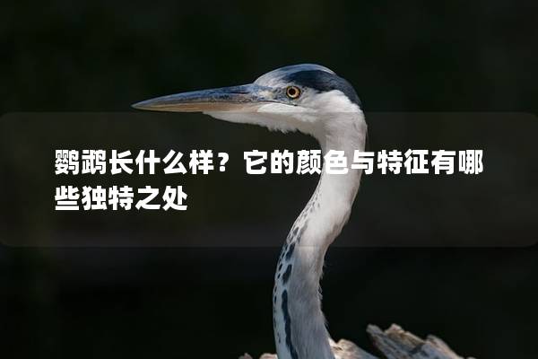 鹦鹉长什么样？它的颜色与特征有哪些独特之处
