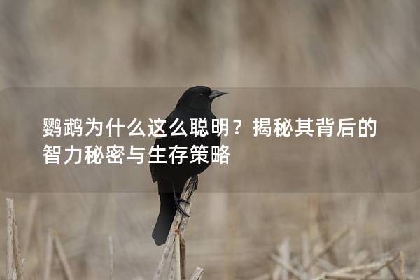 鹦鹉为什么这么聪明？揭秘其背后的智力秘密与生存策略