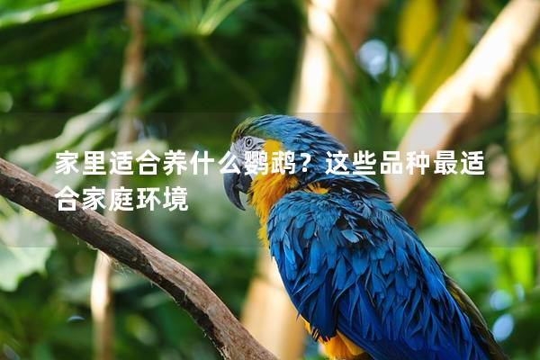家里适合养什么鹦鹉？这些品种最适合家庭环境