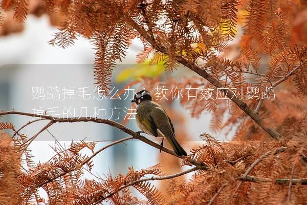 鹦鹉掉毛怎么办？教你有效应对鹦鹉掉毛的几种方法