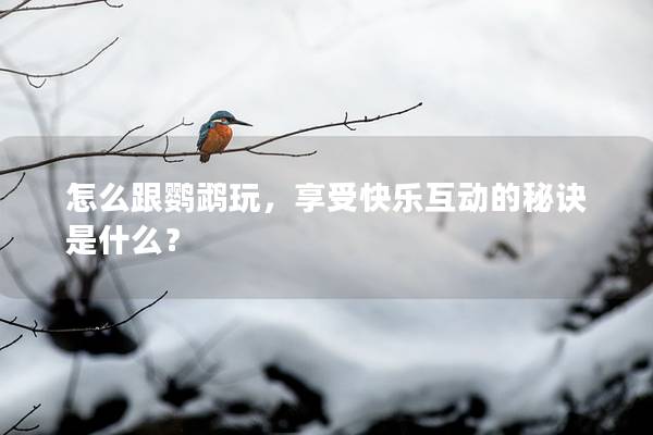 怎么跟鹦鹉玩，享受快乐互动的秘诀是什么？