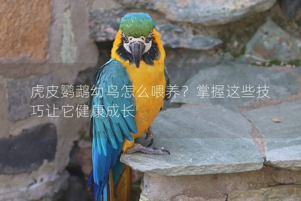 虎皮鹦鹉幼鸟怎么喂养？掌握这些技巧让它健康成长