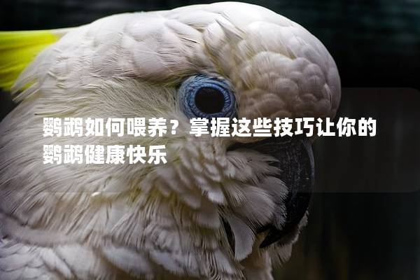 鹦鹉如何喂养？掌握这些技巧让你的鹦鹉健康快乐