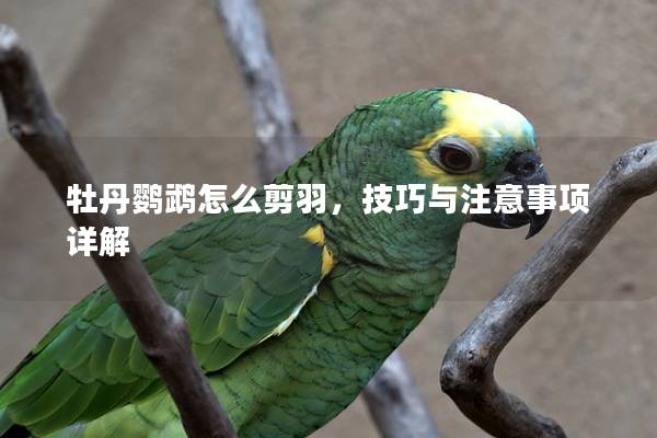 牡丹鹦鹉怎么剪羽，技巧与注意事项详解
