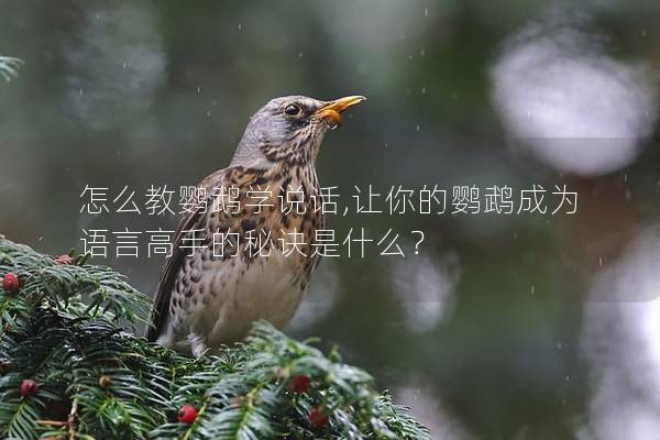 怎么教鹦鹉学说话,让你的鹦鹉成为语言高手的秘诀是什么？