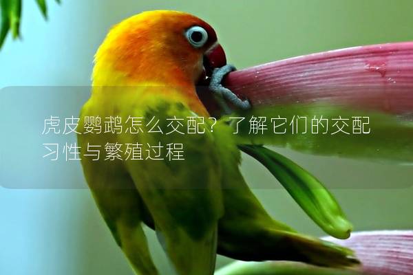 虎皮鹦鹉怎么交配？了解它们的交配习性与繁殖过程