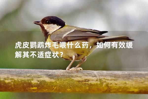 虎皮鹦鹉炸毛喂什么药，如何有效缓解其不适症状？