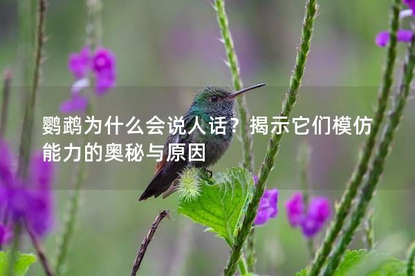 鹦鹉为什么会说人话？揭示它们模仿能力的奥秘与原因
