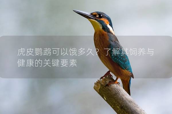 虎皮鹦鹉可以饿多久？了解其饲养与健康的关键要素