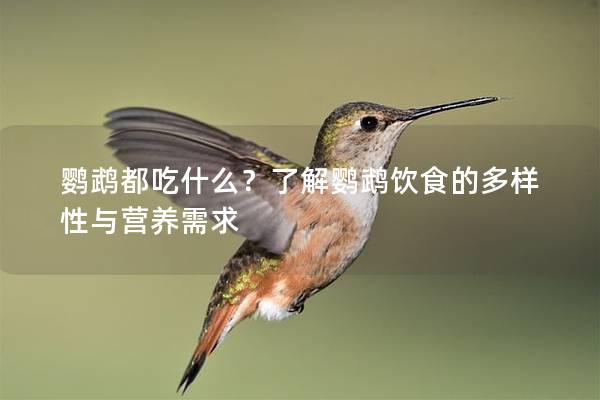 鹦鹉都吃什么？了解鹦鹉饮食的多样性与营养需求
