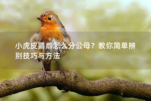 小虎皮鹦鹉怎么分公母？教你简单辨别技巧与方法